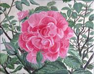 IMG_1053_PinkRose_sm.jpg