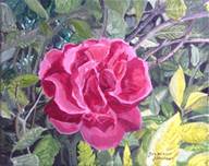 IMG_1039_Rose_sm.jpg